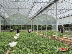 浙江常山“年薪20万元管西瓜”引关注 多人实地咨询